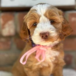 Violet - Apricot female Australian Labradoodle puppy in Citrus Heights, California from Elite Blend Labradoodles