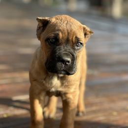 Girl 3 - Red female Cane Corso puppy in Sandia, Texas from OneTime Cane Corso