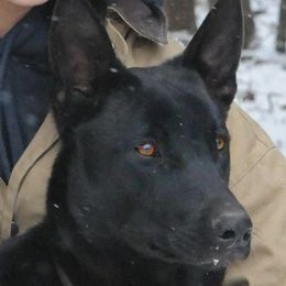 Dutch Shepherds from k9defend