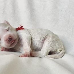 Goldendoodle Puppies from Phoenix AZ Doodles