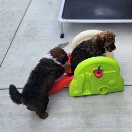 Bernedoodle Puppies from Adorable Dixie Doodles