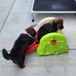 Bernedoodle Puppies from Adorable Dixie Doodles