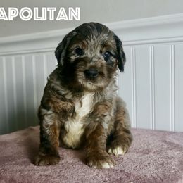 Neapolitan - Merle male Goldendoodle puppy in Taylorsville, North Carolina from Heartfelt Doodles