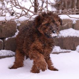 Joey - Red male Whoodle puppy in West Bend, Iowa from Blue Skies Terriers
