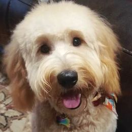 Goldendoodles from Hoosier Mini Doodles