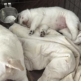 Labrador Retriever and Pembroke Welsh Corgi Puppies from Burress Family Farm and Kennels