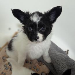 Nikki boy pup 2 - White and black male Papillon puppy in Joshua, Texas from Summertime Kennels