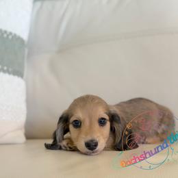 Saturn - Cream male Dachshund puppy in Peyton, Colorado from Dachshund Universe