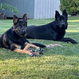 German Shepherd All Grown Up from Vom Lillibruke Strass German Shepherds