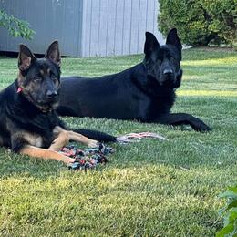 German Shepherd All Grown Up from Vom Lillibruke Strass German Shepherds