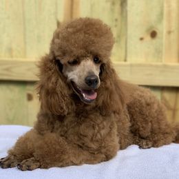 Rosie - Poodle