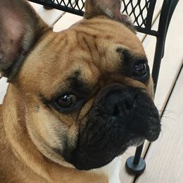 Fitz - French Bulldog