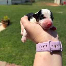Bravo - Black tri male Miniature Australian Shepherd puppy in Weatherford, Texas from F & T Aussies