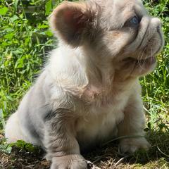 Gambit - White male French Bulldog puppy in Reading, Pennsylvania from Roxy & Co.