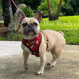 Jasmine - French Bulldog