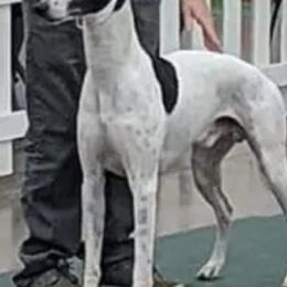 Dogues de Bordeaux and Whippets from Bloom's County Kennel