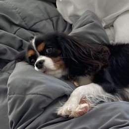 June - Cavalier King Charles Spaniel