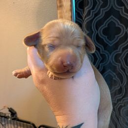 Brown boy - Red male Dachshund puppy in Kelso, Washington from New Age Doxies