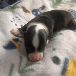 Nova - Black tri female Toy Australian Shepherd puppy in Humansville, Missouri from Tater Tot aussies