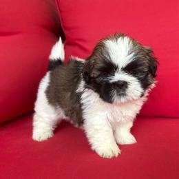 Domino - Tricolor female Shih Tzu puppy in Weeki Wachee, Florida from Svitlana Geist