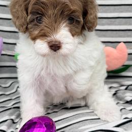 Cirrus - Merle female Cavapoo puppy in Salem, New Jersey from Dreamy Night Doodles