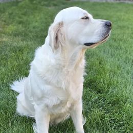 Indy - Golden Retriever