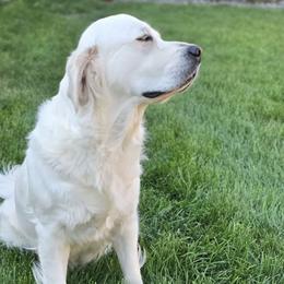 Indy - Golden Retriever