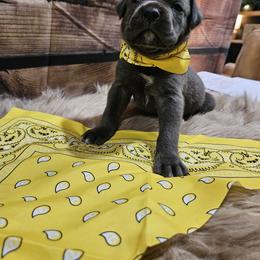 Cane Corso Puppies from Carrie Brown's Cane Corsos