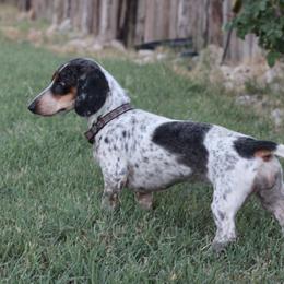 Leddy - Dachshund