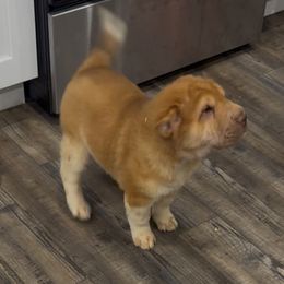 Mahomes - Red sable male Chinese Shar-Pei puppy in Florida from Beachside Kennels