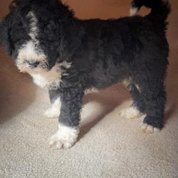 Harvey - Black and white male Bernedoodle puppy in Grant City, Missouri from Timberline Paws