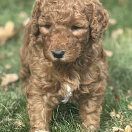 Purple Collar Boy - Red  male Goldendoodle puppy in Colorado Springs, Colorado from Pikes Peak Doodles