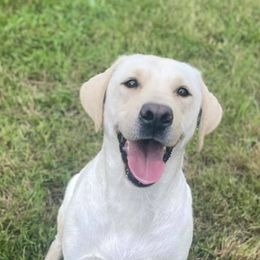 Labrador Retrievers from Great Lakes Labs