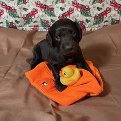 Chad - Chocolate male Boykin Spaniel puppy in Van Buren, Arkansas from Arklahoma Boykins