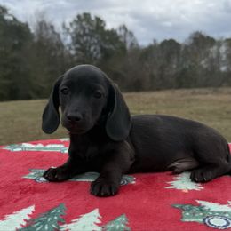 Black Male - Black and tan male Dachshund puppy in Defuniak Springs, Florida from Anastasia Knight's Cocker Spaniels