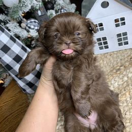 Shih Tzu Puppies from Socal Mother Of Shih Tzus