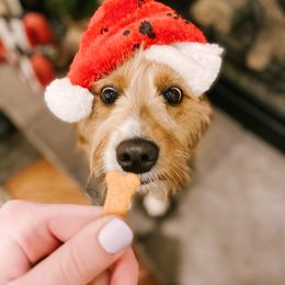 Hazel - Goldendoodle