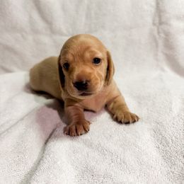 Jack Skellington - Cream male Dachshund puppy in Rockwall, Texas from Mendez’s Dachshunds