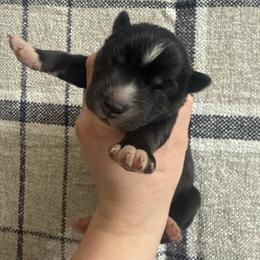 Montana - Agouti and white female Siberian Husky puppy in London, Ohio from Rose Trail Siberian’s