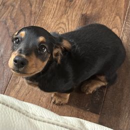 Dachshund Puppies from Pigeon Hill Dachshunds