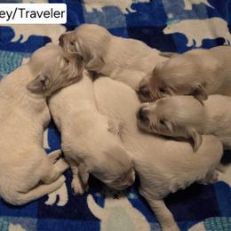 Charlie Girl 2 - Golden female Golden Retriever puppy in Niles, Michigan from Family Raised Goldens