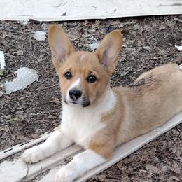 Triple Clear, OFA parents, CKC - Sable female American Corgi puppy in Harpursville, New York from Rex Farm Corgis
