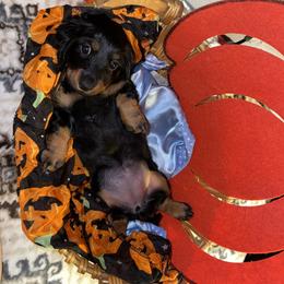 Cavalier King Charles Spaniel and Dachshund Puppies from Cavalier Companions CO.