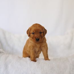 Golden Retriever Puppies from Golden Wiggle Retrievers
