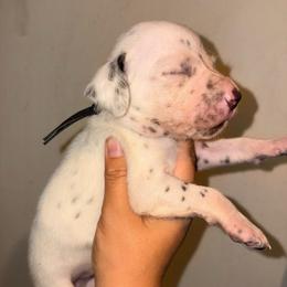 Wrath - White and liver brown male Dalmatian puppy in Toledo, Ohio from Exquisite Dalmatians & Standard Poodles