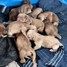 Golden Retriever Puppies from Sunshine Mountain Retrievers