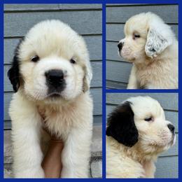 Oskar-Blue - Mahogany and white male Saint Bernard puppy in Ladysmith, Wisconsin from Northwoods Saint Bernards