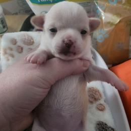 June - Cream and white female Chihuahua puppy in Ashtabula, Ohio from Paw's & Awe's Chihuahuas