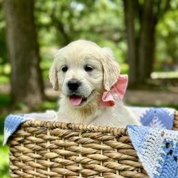 Miss Flamingo Pink - Light golden female Golden Retriever puppy in Midlothian, Texas from Brightest Days