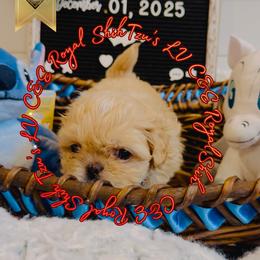 Chihuahua and Shih Tzu Puppies from C&E Royal Shih Tzu